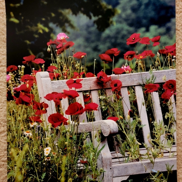 COLDWATER CREEK ♡  White Wooden Bench Red Floral Poppy Unframed Original Print - Picture 7 of 17